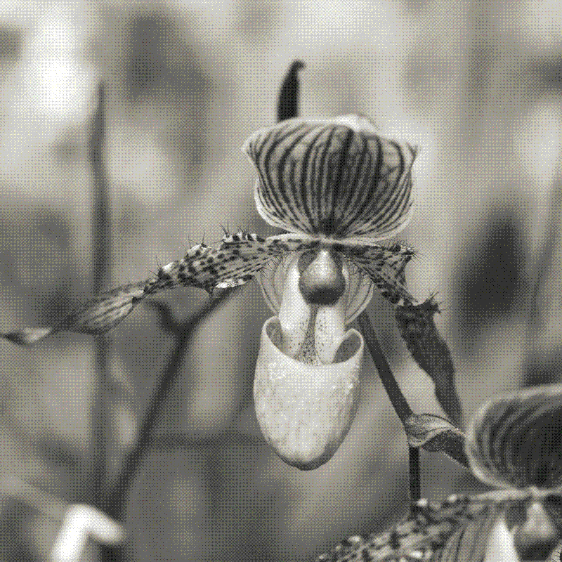 Paphiopedilum