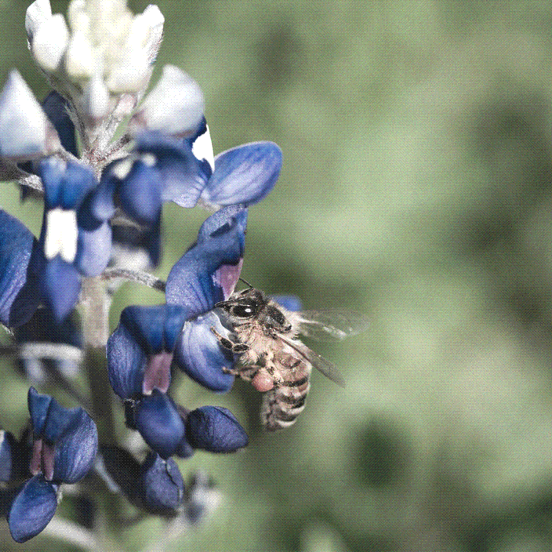 Bee on a bluebonnet