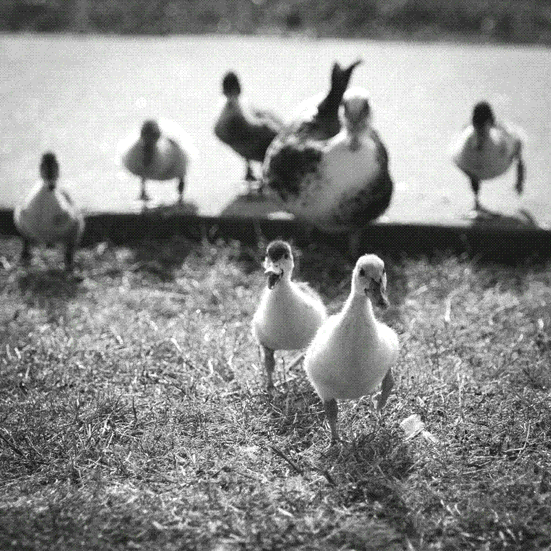 Ducks at Chisholm Park