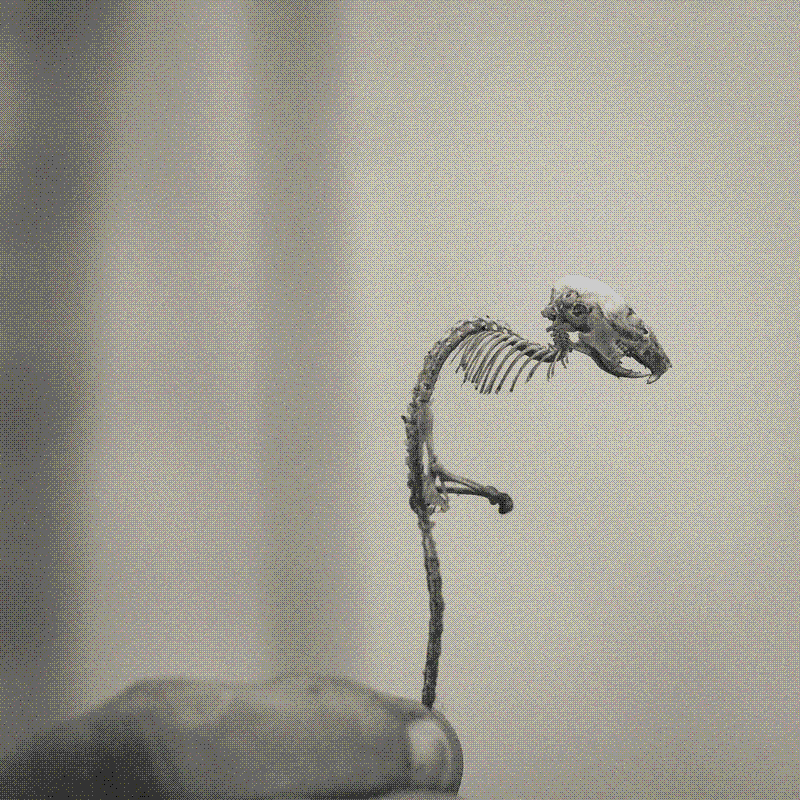 Mouse skeleton