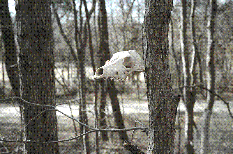 Skull Overlooking Campsite